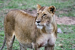 哺乳動物,野生動物,動物