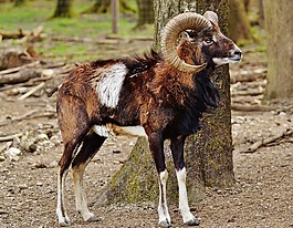 白羊座,wildpark 地點(diǎn),歐洲歐洲盤(pán)羊