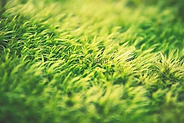 綠色,草,自然