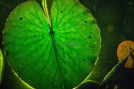 葉子,光,綠色自然