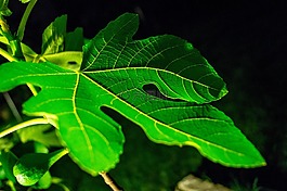 葉子,無花果,綠色