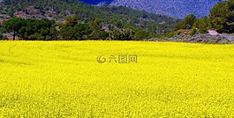 菜子,人工林,字段