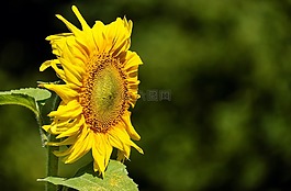 太陽花,花,開花