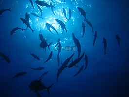 海,海洋,水