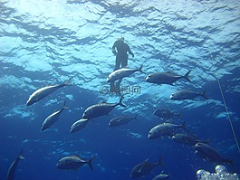 海,海洋,水