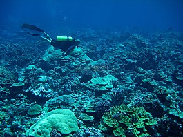 海,海洋,水