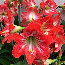 百合,紅色,花