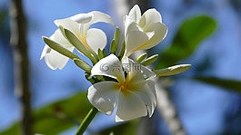 素馨花,鮮花,寺樹
