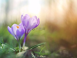 紫色,鮮花,花園