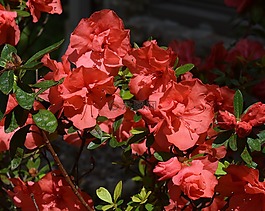 橙色的杜鵑花,映山紅,花