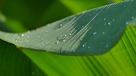 叶子,露珠,水