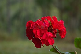 自然,花,植物區(qū)系