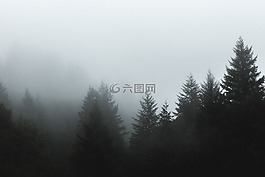樹,森林,伍茲