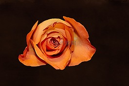 玫瑰,豐花,玫瑰綻放