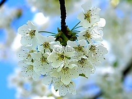 苹果花,苹果树,开花