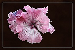 锦葵,股价上涨,开花