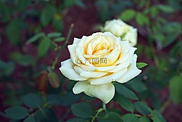 黃玫瑰,花,花園