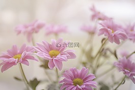 粉紅色,鮮花,花園