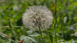蒲公英,草地,春天