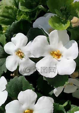 鮮花,花,性質(zhì)