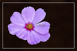 开花,cosmea,厂