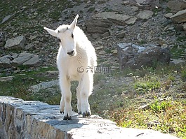 白,山羊,婴儿
