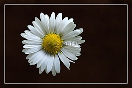 开花,magerite,白