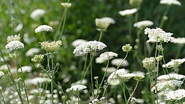 草地,開(kāi)花,白