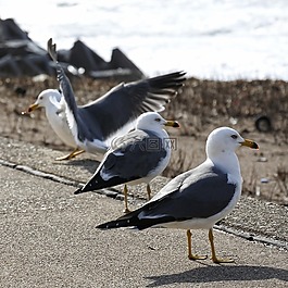 動物,海,海灘
