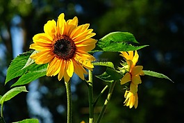 花,太陽花,夏末