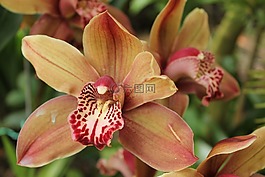花的,蘭花,花