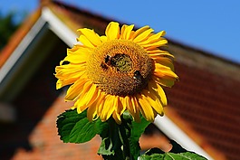 花,開花,太陽花