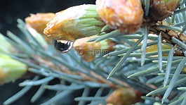 性質(zhì),滴雨,雨后