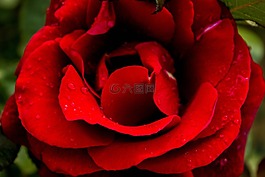 玫瑰,花,紅色