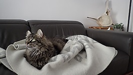 貓,中性,動物