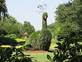托皮,孔雀,花園