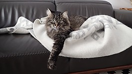 貓,中性,動物