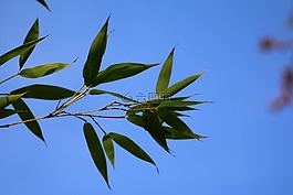 竹,分支机构,叶