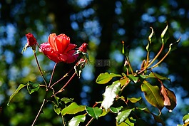鮮花,玫瑰,紅色