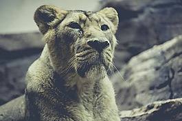 獅子,動(dòng)物園,捕食