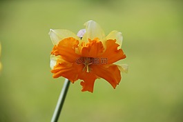 喇叭花,花,黄色
