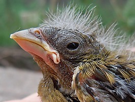 那只幼鳥,笠頭,小金