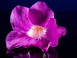 開花,花,紫色粉紅色