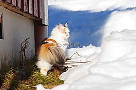 猫,猫在雪中,白色猫咪