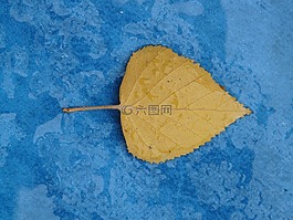 楊樹葉,黃色,秋天的顏色