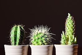 仙人掌,花盆,廠