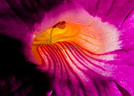 開花,花,紫色粉紅色