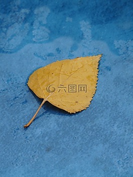 楊樹葉,黃色,秋天的顏色