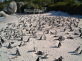企鹅,海滩,鸟