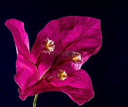 葉子花,開花,花